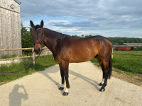 Vente de cheval : Ledzepp del 